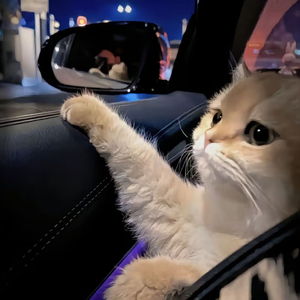 男人鸡鸡插入女人逼逼的视频
